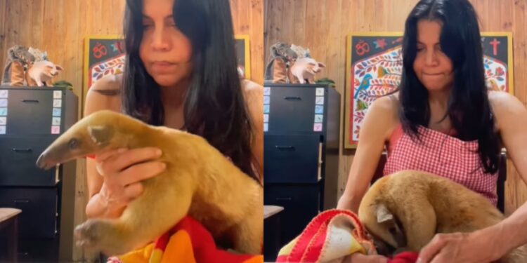 Indignación y dolor por el cruel maltrato animal: Jóvenes matan a pedradas a osa mielero en El Ávila