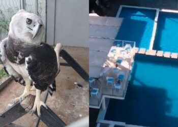 Fiscalía investiga hotel en Bolívar por exhibición ilegal de fauna silvestre, incluyendo águila arpía en peligro de extinción