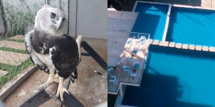 Fiscalía investiga hotel en Bolívar por exhibición ilegal de fauna silvestre, incluyendo águila arpía en peligro de extinción