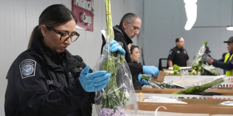 Aeropuerto de Miami recibe 940 millones de flores antes del Día de San Valentín
