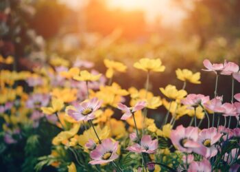 Colombia exporta 900 millones de flores en San Valentín, la mayoría a EEUU