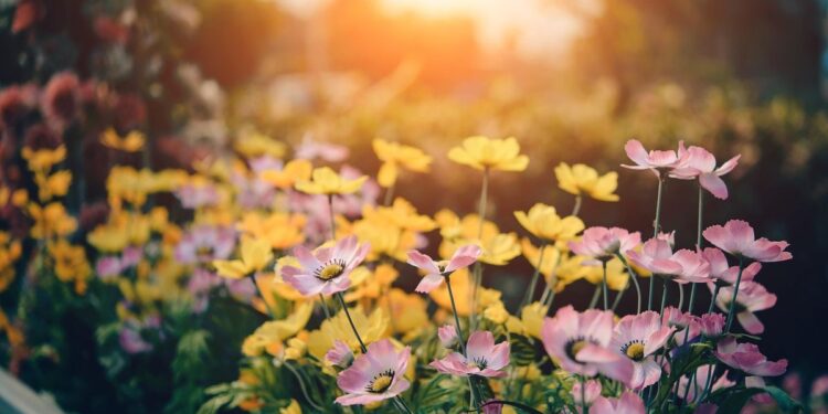 Colombia exporta 900 millones de flores en San Valentín, la mayoría a EEUU