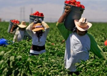 Productores Mexicanos Hacen un Llamado al Diálogo en Medio de Tensiones Comerciales