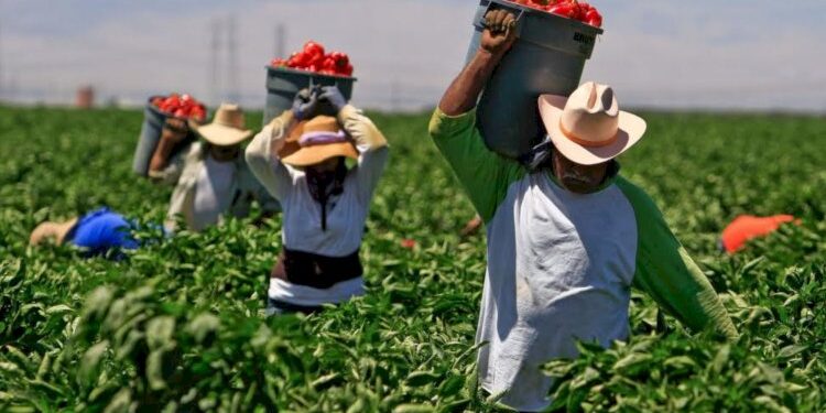 Productores Mexicanos Hacen un Llamado al Diálogo en Medio de Tensiones Comerciales