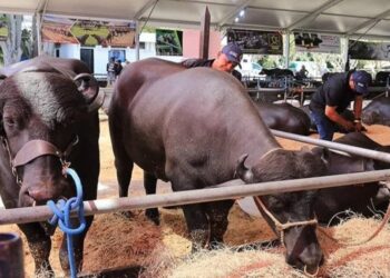 Expoferia Nacional Bufalina-Caprina-Ovina 2025 se realizará en Caracas del 9 al 13 de abril