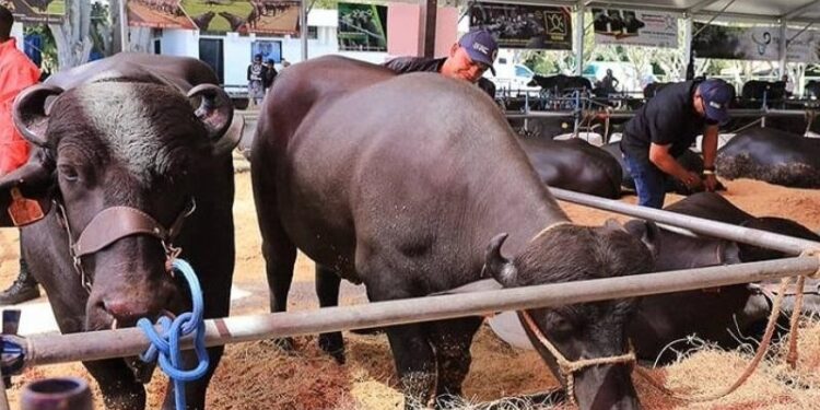 Expoferia Nacional Bufalina-Caprina-Ovina 2025 se realizará en Caracas del 9 al 13 de abril
