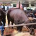Expoferia Nacional Bufalina-Caprina-Ovina 2025 se realizará en Caracas del 9 al 13 de abril
