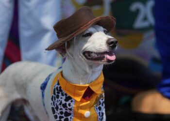 En el Carnaval de Río, los perros desfilan también