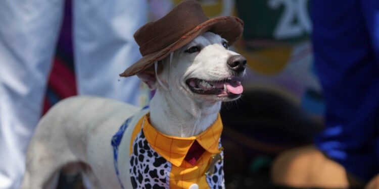 En el Carnaval de Río, los perros desfilan también