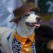 En el Carnaval de Río, los perros desfilan también