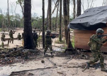 Fanb desmanteló red criminal dedicada a la tala ilegal en Sucre