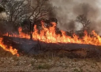 Al menos 50 hectáreas consumió incendio forestal en Barrancas de Barinas