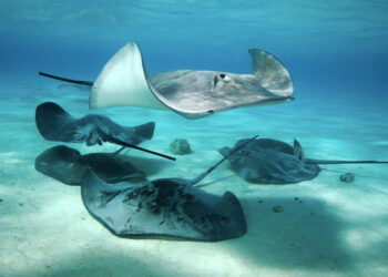 Alerta en playas de Mara, Zulia: Bañistas sufren picaduras masivas; CDI colapsa por atención