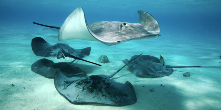 Alerta en playas de Mara, Zulia: Bañistas sufren picaduras masivas; CDI colapsa por atención