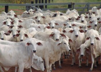 Ganaderos del Zulia denuncian que continúa el abigeato y piden a la AN aprobar ley que pena este delito