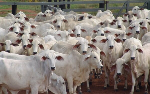 Ganaderos del Zulia denuncian que continúa el abigeato y piden a la AN aprobar ley que pena este delito