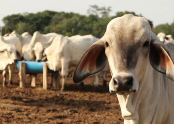 Venezuela es el tercer país en exportar genética ganadera en América Latina