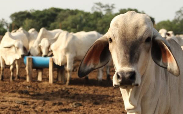 Venezuela es el tercer país en exportar genética ganadera en América Latina