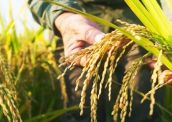 Producción de arroz cubrió el 70% del consumo nacional en 2024, según Fevearroz