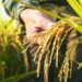 Producción de arroz cubrió el 70% del consumo nacional en 2024, según Fevearroz