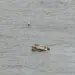 Al menos seis muertos tras la caída de un helicóptero en el río Hudson en Nueva York