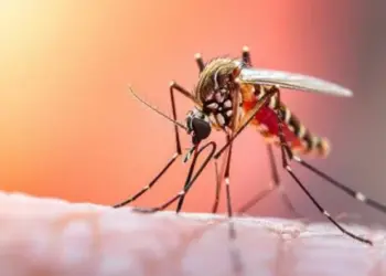 Colombia decretará emergencia por brote de fiebre amarilla