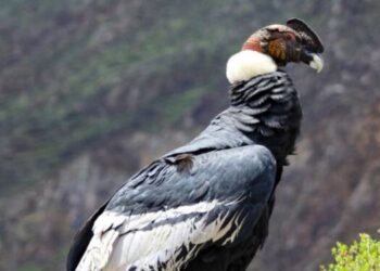 Venezuela intenta salvar al cóndor andino: solo quedan 10 ejemplares en el país