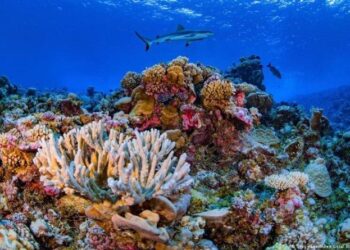 Venezuela avanza en un proyecto de investigación para proteger los arrecifes coralinos