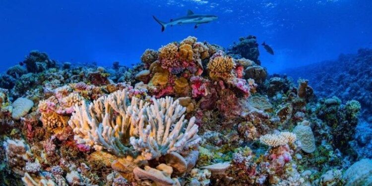 Venezuela avanza en un proyecto de investigación para proteger los arrecifes coralinos