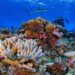 Venezuela avanza en un proyecto de investigación para proteger los arrecifes coralinos