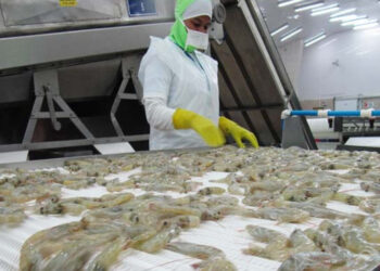 Venezuela ocupa el décimo lugar mundial como país exportador de camarón