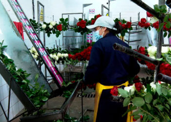 Cámara de Comercio Ruso – Venezolana fortalece alianza en rubros agrícolas