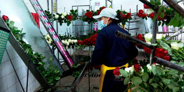 Cámara de Comercio Ruso – Venezolana fortalece alianza en rubros agrícolas