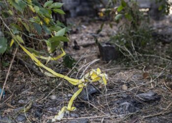 Venezuela registró 34 posibles feminicidios en el primer trimestre del año