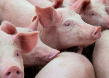 Sector porcino venezolano crece 80% en dos años, según Sovemevepa