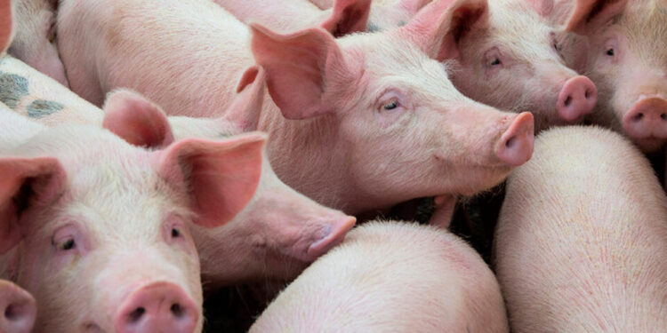 Sector porcino venezolano crece 80% en dos años, según Sovemevepa