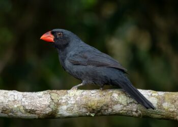 Investigadores descubren en estado amazónico la especie de ave número 1.426 en Venezuela