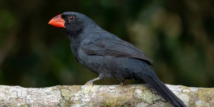 Investigadores descubren en estado amazónico la especie de ave número 1.426 en Venezuela