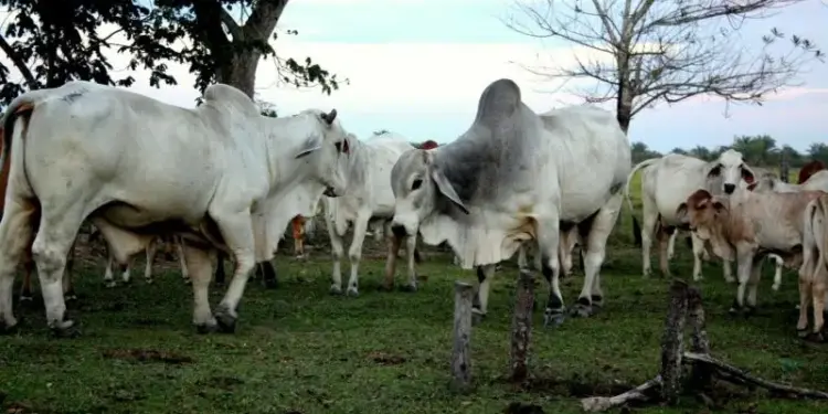 Ganaderos mantienen precios estables de la carne y proponen clasificación del ganado en Venezuela