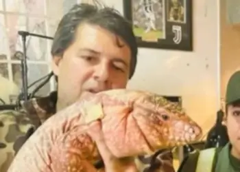 Gobierno anuncia el rescate de 1116 animales silvestres que estaban en cautiverio