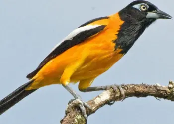 Al menos 25 aves exóticas que estaban en cautiverio en Petare