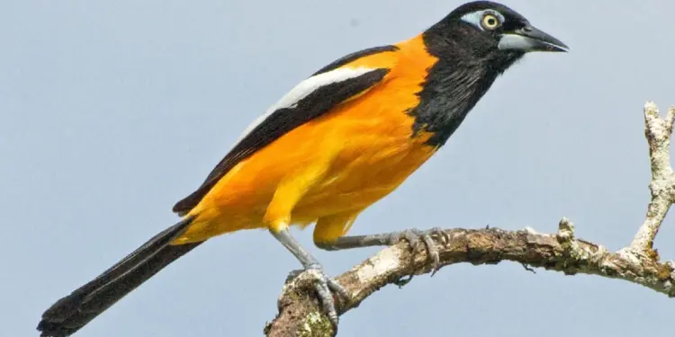 Al menos 25 aves exóticas que estaban en cautiverio en Petare