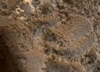 Más de 100 tortuguillos nacen e inician la temporada de eclosión en Playa Grande, Choroní