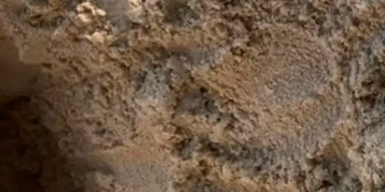 Más de 100 tortuguillos nacen e inician la temporada de eclosión en Playa Grande, Choroní