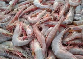 Venezuela proyecta capacidad de 600.000 toneladas anuales de camarón