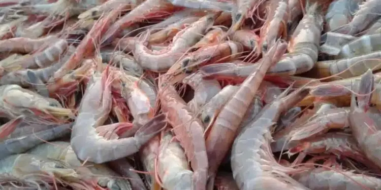 Venezuela proyecta capacidad de 600.000 toneladas anuales de camarón