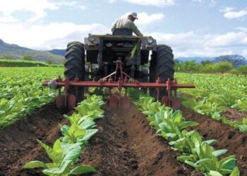 Producción agrícola tiene un crecimiento estable anual del 4,5 al 5 %
