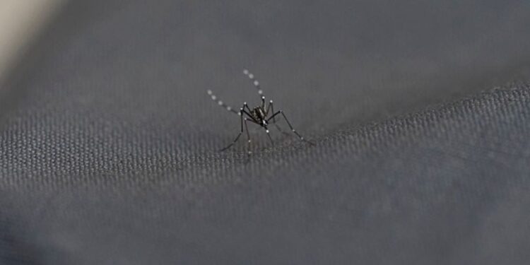 Detectan nueva especie de mosquito en Venezuela, potencial transmisor de malaria