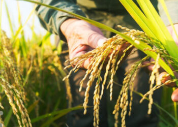 Producción de arroz y maíz se incrementan en más de 70% con políticas agrícolas