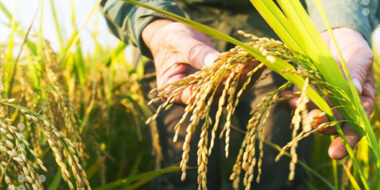 Producción de arroz y maíz se incrementan en más de 70% con políticas agrícolas